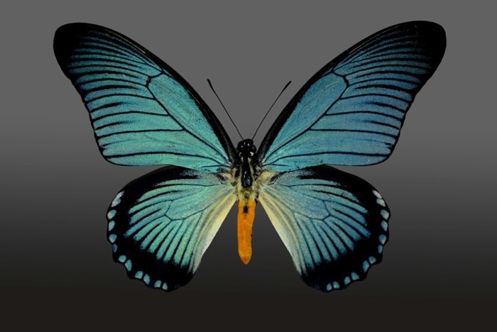 Hady Khandani, BUTTERFLY LIGHT BLUE - PREPARED 3 (HADYPHOTO, Fotografie, Schmetterling, Falter, Insekten, Preparation, Nahaufnahme, Wohnzimmer, Treppenhaus, Wunschgröße, blau)