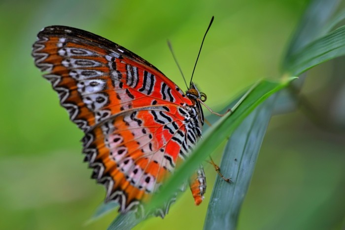 Hady Khandani, BUTTERFLY - ORANGE 1 (HADYPHOTO, Fotografie, Schmetterling, Falter, Insekten, Nahaufnahme, Wohnzimmer, Treppenhaus, Wunschgröße, bunt)