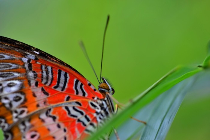 Hady Khandani, BUTTERFLY - ORANGE 2 (HADYPHOTO, Fotografie, Schmetterling, Falter, Insekten, Nahaufnahme, Wohnzimmer, Treppenhaus, Wunschgröße, bunt)