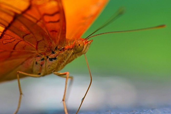 Hady Khandani, BUTTERFLY - ORANGE 3 (HADYPHOTO, Fotografie, Schmetterling, Falter, Insekten, Nahaufnahme, Wohnzimmer, Treppenhaus, Wunschgröße, bunt)
