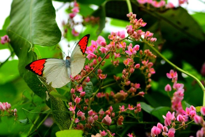 Hady Khandani, BUTTERFLY - WHITE PRANGE (HADYPHOTO, Fotografie, Schmetterling, Falter, Insekten, Nahaufnahme, Wohnzimmer, Treppenhaus, Wunschgröße, bunt)