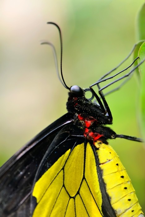 Hady Khandani, BUTTERFLY - YELLOW 2 (HADYPHOTO, Fotografie, Schmetterling, Falter, Insekten, Nahaufnahme, Wohnzimmer, Treppenhaus, Wunschgröße, bunt)