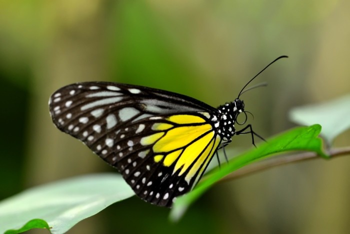 Hady Khandani, BUTTERFLY - YELLOW 4 (HADYPHOTO, Fotografie, Schmetterling, Falter, Insekten, Nahaufnahme, Wohnzimmer, Treppenhaus, Wunschgröße, bunt)