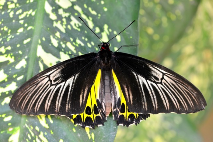 Hady Khandani, BUTTERFLY - YELLOW 5 (HADYPHOTO, Fotografie, Schmetterling, Falter, Insekten, Nahaufnahme, Wohnzimmer, Treppenhaus, Wunschgröße, bunt)