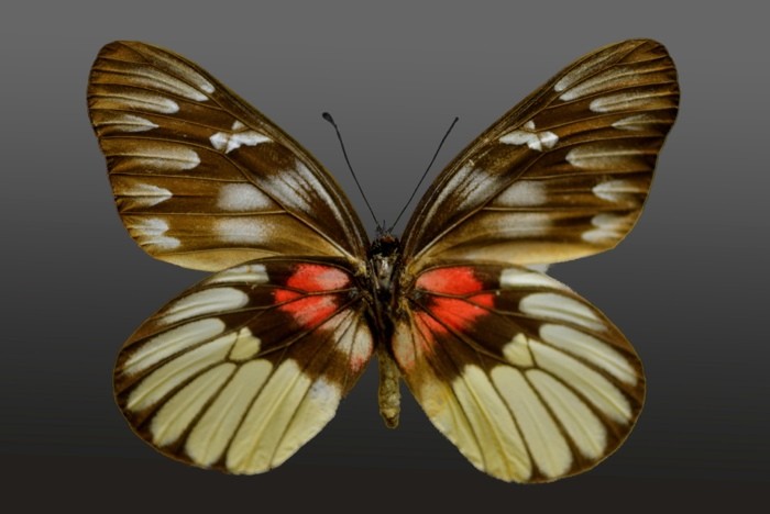 Hady Khandani, BUTTERFY BROWN - PREPARED (HADYPHOTO, Fotografie, Schmetterling, Falter, Insekten, Preparation, Nahaufnahme, Wohnzimmer, Treppenhaus, Wunschgröße, bunt)