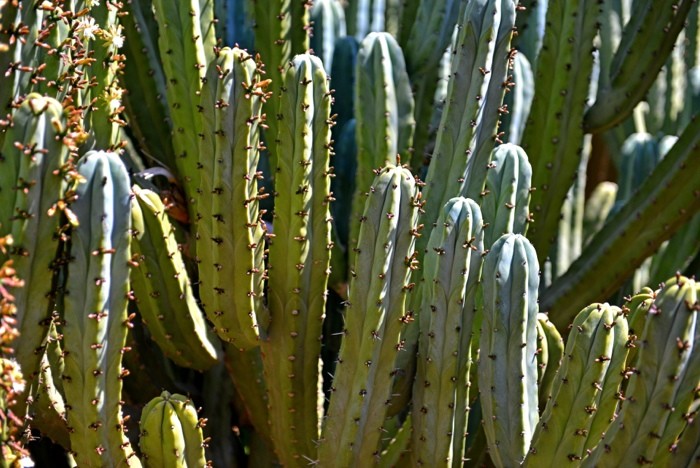 Hady Khandani, CACTUS 1 (HADYPHOTO, Fotografie, Pflanze, Kakteen, Stacheln, exotisch, Botanik, Nahaufnahme, Wohnzimmer, Treppenhaus, Wunschgröße, grün)