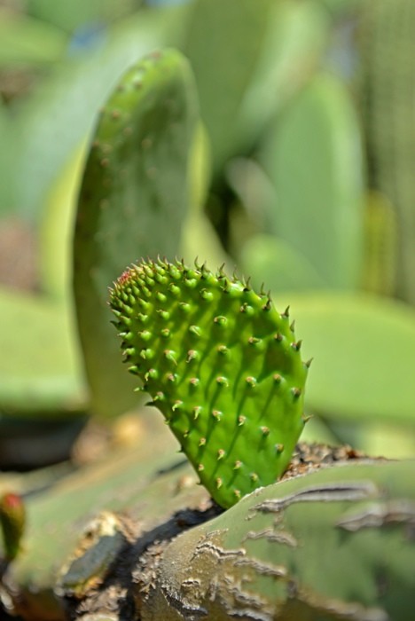 Hady Khandani, CACTUS OFFSPRING (HADYPHOTO, Fotografie, Pflanze, Kaktus, Feigenkaktus, Stacheln,  exotisch, Botanik, Nahaufnahme, Wohnzimmer, Treppenhaus, Wunschgröße, grün)
