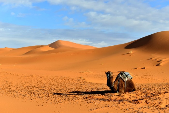 Hady Khandani, CAMEL IN SAHARA DESERT - MOROCCO 1 (HADYPHOTO, Fotografie, Landschaft, Marokko, Wüste, Sand, Tiere, Kamel, Pause, Rast, Wohnzimmer, Treppenhaus, Wunschgröße, bunt)