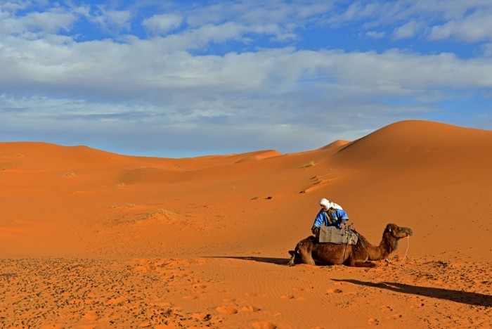 Hady Khandani, CAMEL IN SAHARA DESERT - MOROCCO 2 (HADYPHOTO, Fotografie, Landschaft, Marokko, Wüste, Sand, Tiere, Kamel, Pause, Rast, Wohnzimmer, Treppenhaus, Wunschgröße, bunt)