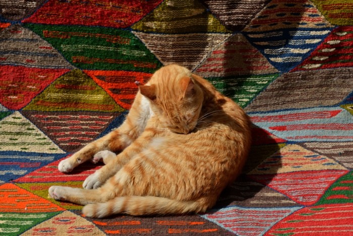 Hady Khandani, CAT ON A CARPET (HADYPHOTO, Fotografie, Katze, Tiere, Teppich, orientalisch, Wohnzimmer, Treppenhaus, Wunschgröße, bunt)