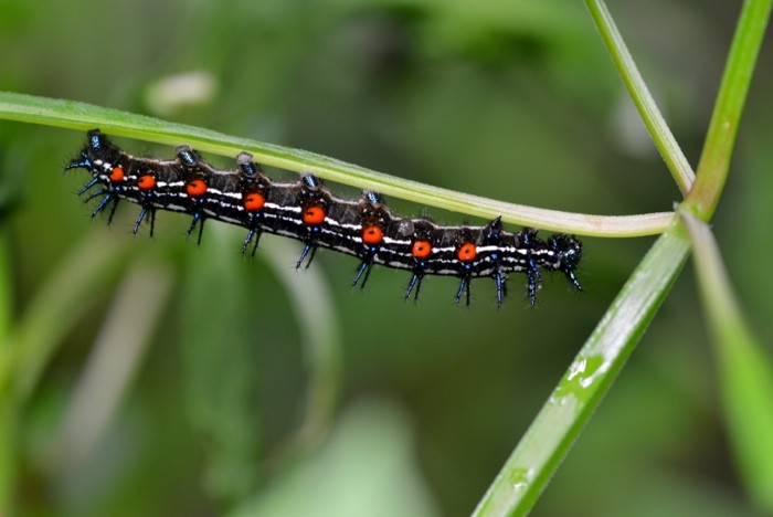 Hady Khandani, CATERPILLAR - BLUE BLACK ORANGE 1 (HADYPHOTO, Fotografie,  Grashalme, Insekten, Raupe, Schmetterlingsraupe, Nahaufnahme, Wohnzimmer, Treppenhaus, Wunschgröße, bunt)