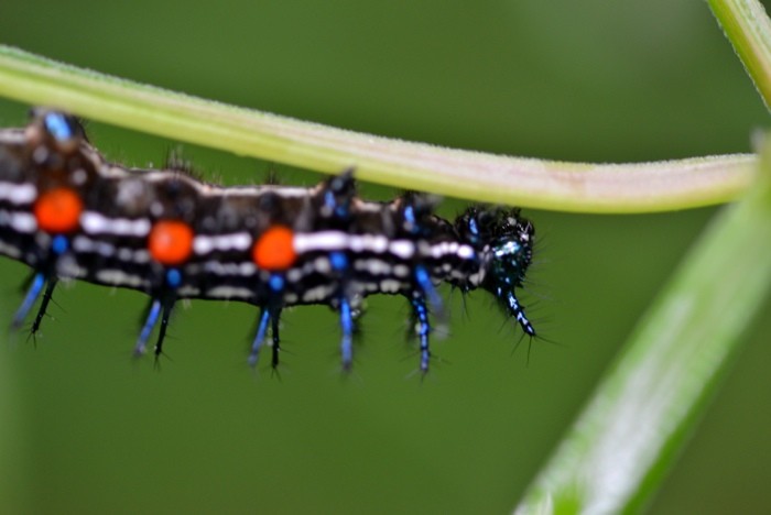 Hady Khandani, CATERPILLAR - BLUE BLACK ORANGE 2 (HADYPHOTO, Fotografie,  Grashalme, Insekten, Raupe, Schmetterlingsraupe, Nahaufnahme, Wohnzimmer, Treppenhaus, Wunschgröße, bunt)