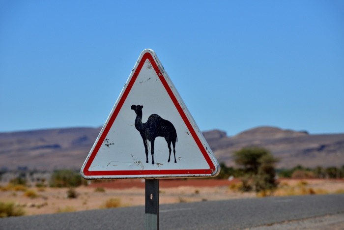 Hady Khandani, CAUTION - CAMELS (HADYPHOTO, Fotografie, Landschaft, Marokko, Straße, Straßenschild, Achtung Kamel, Warnung, Wohnzimmer, Treppenhaus, Wunschgröße, bunt)