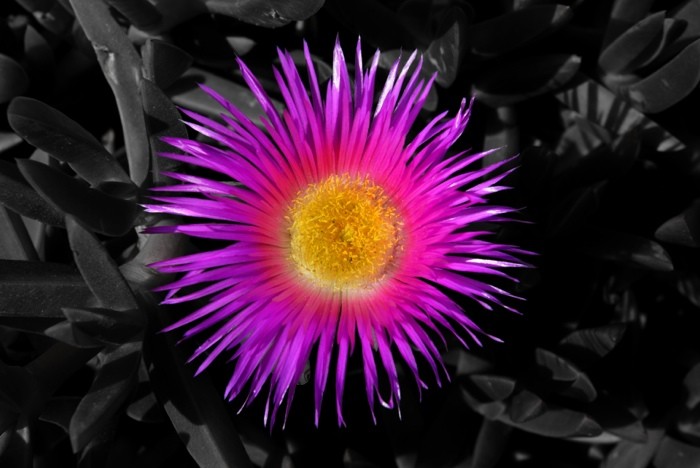 Hady Khandani, COLORSPOT - PURPLE BLOSSOM (HADYPHOTO, Fotokunst, Blume, Blüte, Botanik, Nahaufnahme, Colorspot Treppenhaus, Wohnzimmer, Wunschgröße, schwarz/weiß/pink)