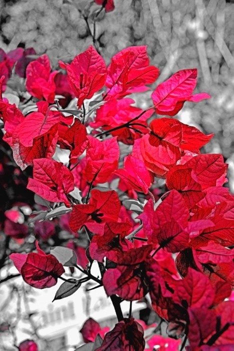 Hady Khandani, COLORSPOT - RED LEAVES (HADYPHOTO, Fotokunst, Busch, Blätter, Botanik, Nahaufnahme, Colorspot Treppenhaus, Wohnzimmer, Wunschgröße, schwarz/weiß/rot)