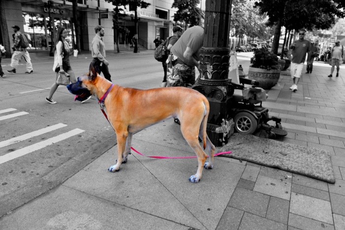 Hady Khandani, COLORSPOT - SCOOBY DOO IN SEATTLE (HADYPHOTO, Fotokunst, Hund, Deutsche Dogge, Haustier, Straße, Zebrastreifen, Colorspot, Wohnzimmer, Treppenhaus, Wunschgröße, schwarz/weiß/beige)