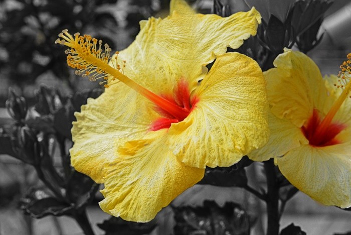 Hady Khandani, COLORSPOT - YELLOW HIBISCUS (HADYPHOTO, Fotokunst, Pflanzen, Blumen,gelber Hibiscus, Blüten, Botanik,  Nahaufnahme, Treppenhaus, Wohnzimmer, Colorspot, Wunschgröße, schwarz/weiß/gelb)