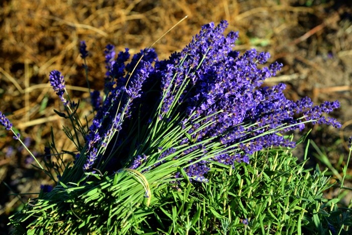 Hady Khandani, CUT LAVENDER (HADYPHOTO, Fotografie, Botanik, Blumen, Blüten, Lavendel, Lavendelstrauß, Nahaufnahme, Wohnzimmer, Treppenhaus, Esszimmer, Wunschgröße, grün/violett)