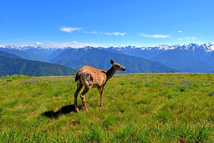 Hady Khandani, DEER AT HURRICANE RIDGE - OLYMPIC PENINSULA - USA 2 (HADYPHOTO, Fotografie, Hirschkuh, Wild, Landschaft, Landschaftsfotografie,  Berge, Gebirge, Washington, Nationalpark,  Wohnzimmer, Treppenhaus, Wunschgröße, bunt)