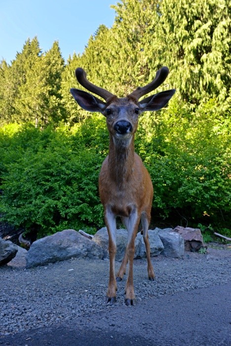 Hady Khandani, DEER - FRONTAL VIEW (HADYPHOTO, Fotografie, Bock, Rehbock, Wild, Wald, Tierportrait, frontal, Wohnzimmer, Treppenhaus, Wunschgröße, bunt)