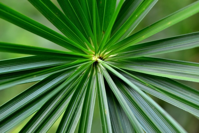 Hady Khandani, FAN PALM (HADYPHOTO, Fotografie, Pflanzen, Blatt, Palmenblatt, Fächerpalme, Botanik,  Wohnzimmer, Treppenhaus, Wunschgröße, Arztpraxis, grün)