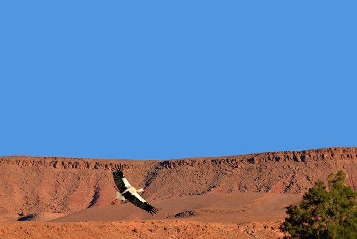 Hady Khandani, FLYING STORK - MOROCCO 1 (HADYPHOTO, Fotografie, Landschaft, Marokko, Storch, Vogel, Treppenhaus, Wunschgröße, bunt)