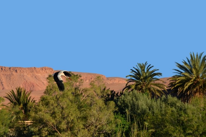 Hady Khandani, FLYING STORK - MOROCCO 2 (HADYPHOTO, Fotografie, Landschaft, Marokko, Storch, Vogel, Treppenhaus, Wunschgröße, bunt)