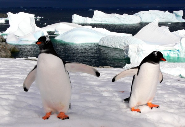 Hady Khandani, GENTOO PENGUINS 2 (Wunschgröße, HADYPHOTO, Fotografie, Photografie, Nahaufnahme,  Tiere, Vogel, Antarktis, Pinguin, Eselspinguin, Schnee, Eis, Wohnzimmer, Treppenhaus, bunt)