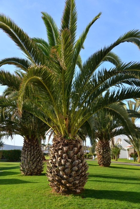 Hady Khandani, GIANT PINEAPPLE PALMS (HADYPHOTO, Fotografie, park, Palmen, Ananaspalmen, Bäume, Botanik, Wohnzimmer, Treppenhaus, Wunschgröße, bunt)