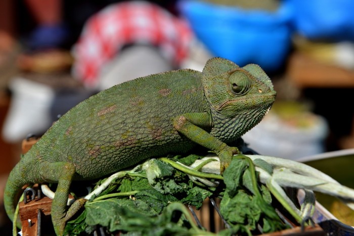 Hady Khandani, GREEN CHAMELEON 2 (HADYPHOTO, Fotografie, Echse, Camäleon, Tiere, Tierportrait, Nahaufnahme, Wohnzimmer, Treppenhaus, Wunschgröße, bunt)