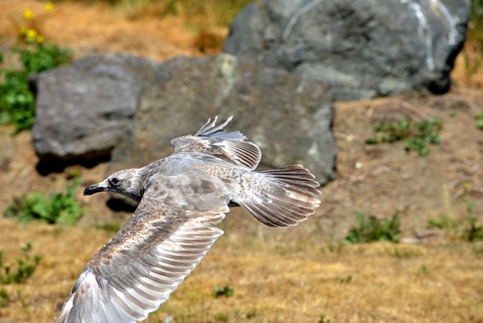 Hady Khandani, GREY SEAGULL IN FLIGHT (Seemöwe, Flug, Fliegen, Schwingen, Vogel, Seevogel, Tiere, Wunschgröße, Fotografie, Treppenhaus, Wohnzimmer,  bunt)