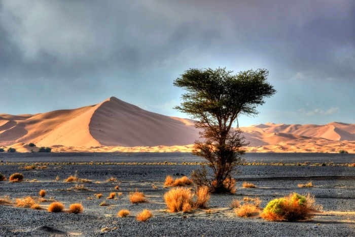 Hady Khandani, HDR - DUNES OF ERG CHEBBI - MERZOUGA - MOROCCO 3 (HADYPHOTO, Fotografie, Landschaft, Marokko, Wüste, Sand, Sanddünen, Wohnzimmer, Treppenhaus, Wunschgröße, bunt)