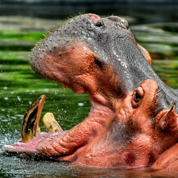 Hady Khandani, HIPPO - SQUARE PORTRAIT (Wunschgröße, HADYPHOTO, Fotografie, Photografie, Nahaufnahme, Afrika, Nilpferd, Hippopotamus, Nil, Treppenhaus, Wohnzimmer, bunt)