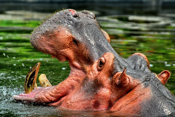 Hady Khandani, HIPPO (Wunschgröße, HADYPHOTO, Fotografie, Photografie, Nahaufnahme, Natur, Tiere, Afrika, Dickhäuter, Nilpferd, Hippopotamus, Maul, Nilpferdzähne, Wohnzimmer, Treppenhaus, bunt)