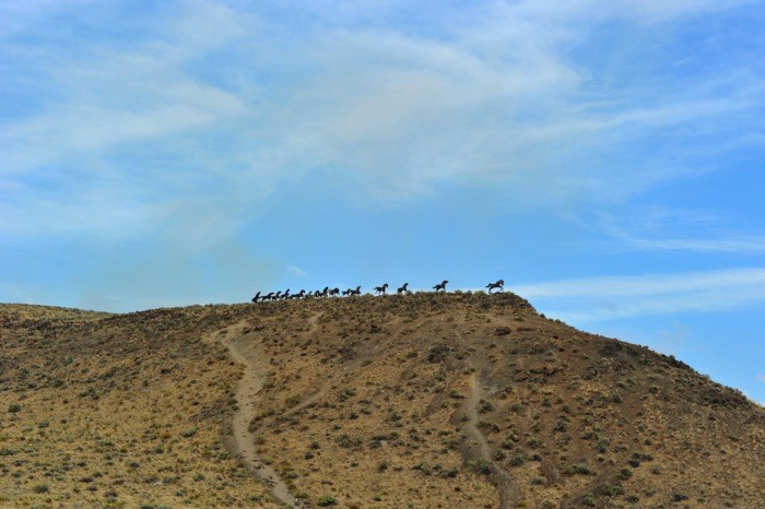 Hady Khandani, IRON HORSES - WASHINGTON STATE (HADYPHOTO, Fotografie, Skulpturen, Figuren, Tiere, Pferde, Metallpferde, Kunstwerke, Landschaft, Wunschgröße, Wohnzimmer, bunt)