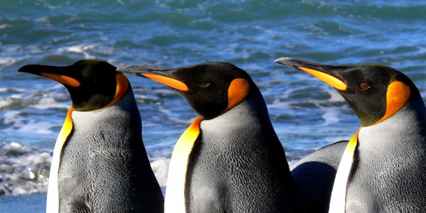 Hady Khandani, KING PENGUINS 9 (Wunschgröße, HADYPHOTO, Fotografie, Photografie, Nahaufnahme, Natur, Tiere, Wasserwelt, Vogel, Wasservogel, Pinguine, Königspinguine, Antarktis, Meer, Wohnzimmer, Treppenhaus, bunt)