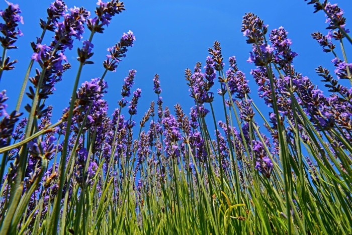 Hady Khandani, LAVENDER 4 (Lavendel, Pflanzen, Sommer, Blüten, Natur, Blumen, Perspektive,  Wunschgröße, Fotografie, Treppenhaus, Wohnzimmer, bunt)