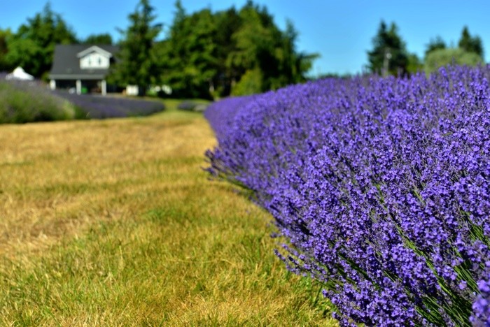 Hady Khandani, LAVENDER FARM - OLYMPPIC PENINSULA - USA 3 (Lavendel, Pflanzen, Sommer, Blüten, Natur, Gärtnerei, Wunschgröße, Fotografie, Treppenhaus, Wohnzimmer, bunt)