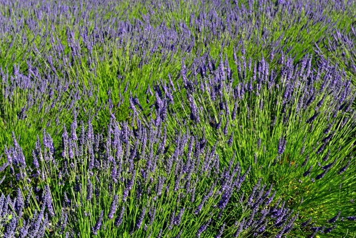 Hady Khandani, LAVENDER FIELD - OLYMPIC PENINSULA - USA 1 (Lavendel, Pflanzen, Sommer, Blüten, Natur, Blumen, Wunschgröße, Fotografie, Treppenhaus, Wohnzimmer, Arztpraxis, bunt)