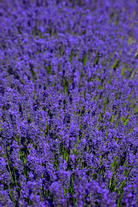 Hady Khandani, LAVENDER FIELD - OLYMPIC PENINSULA - USA 3 (Lavendel, Pflanzen, Sommer, Blüten, Natur, Blumen, Wunschgröße, Fotografie, Treppenhaus, Wohnzimmer, Arztpraxis, bunt)