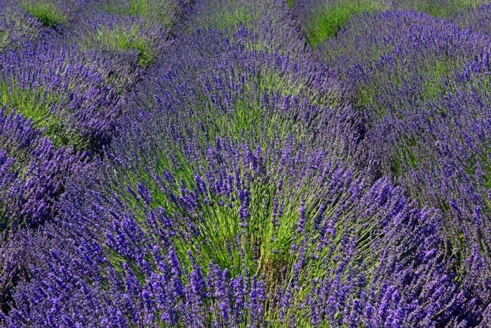 Hady Khandani, LAVENDER FIELD - OLYMPIC PENINSULA - USA 4 (Lavendel, Pflanzen, Sommer, Blüten, Natur, Blumen, Wunschgröße, Fotografie, Treppenhaus, Wohnzimmer, Arztpraxis, bunt)