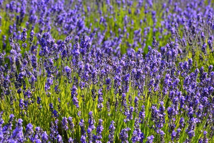 Hady Khandani, LAVENDER FIELD - OLYMPIC PENINSULA - USA 6 (Lavendel, Pflanzen, Sommer, Blüten, Natur, Blumen, Wunschgröße, Fotografie, Treppenhaus, Wohnzimmer, Arztpraxis, bunt)