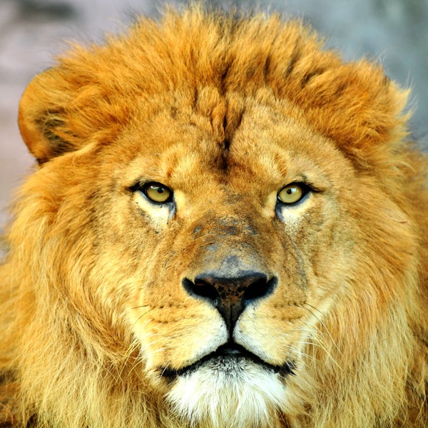 Hady Khandani, LION - SQUARE PORTRAIT 3 (Löwe, Großkatze, Mähne, Tierportrait, Tiere,  Wunschgröße, HADYPHOTO, Fotografie, Photografie, Nahaufnahme, Wohnzimmer, Treppenhaus, bunt)
