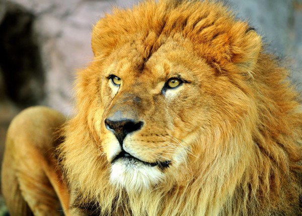 Hady Khandani, LION (Wunschgröße, HADYPHOTO, Fotografie, Photografie, Nahaufnahme, Natur, Tiere, Katze, Raubkatze, Afrika, Löwe, Löwenmähne, Wohnzimmmer, Treppenhaus, bunt)