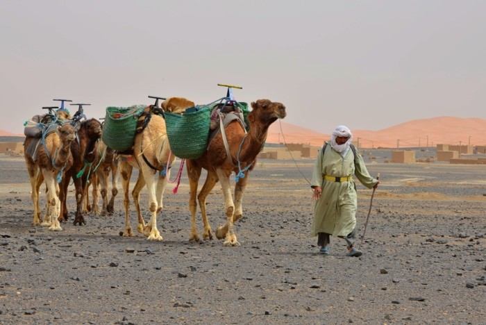 Hady Khandani, LITTLE CARAVAN - MOROCCO (HADYPHOTO, Fotografie, Karawane, Kamele, Lastentiere, Marokko, Wohnzimmer, Treppenhaus, Wunschgröße, bunt)