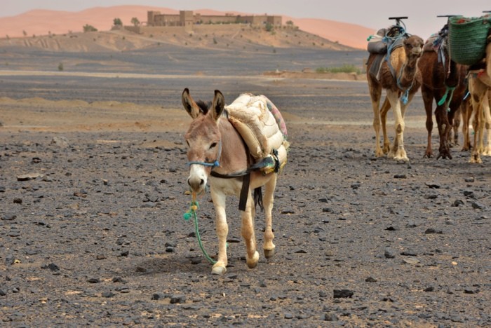 Hady Khandani, LITTLE DONKEY AND THE CARAVAN - MOROCCO (HADYPHOTO, Fotografie, Karawane, Kamele, Lastentiere, Esel, Landschaft, Kasbah, Marokko, Wohnzimmer, Treppenhaus, Wunschgröße, bunt)