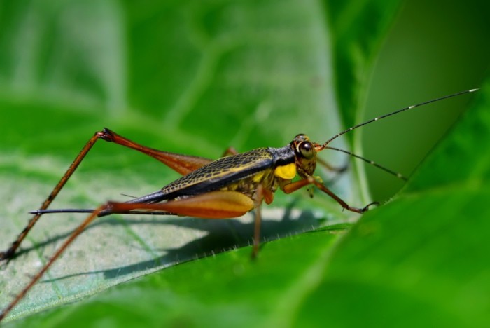 Hady Khandani, LITTLE GRASSHOPPER 2 (HADYPHOTO, Fotografie, Grashüpfer, Blatt, Insekten, Tierportrait, Nahaufnahme,  Wohnzimmer, Treppenhaus, Wunschgröße, bunt)