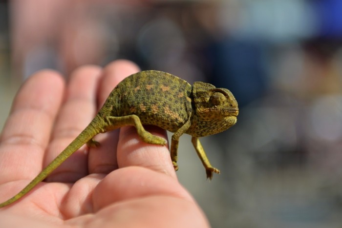 Hady Khandani, LITTLE GREEN CHAMELEON (HADYPHOTO, Fotografie, Tiere, Echsen, Chameleon, Hand,  Treppenhaus, Wunschgröße, bunt)