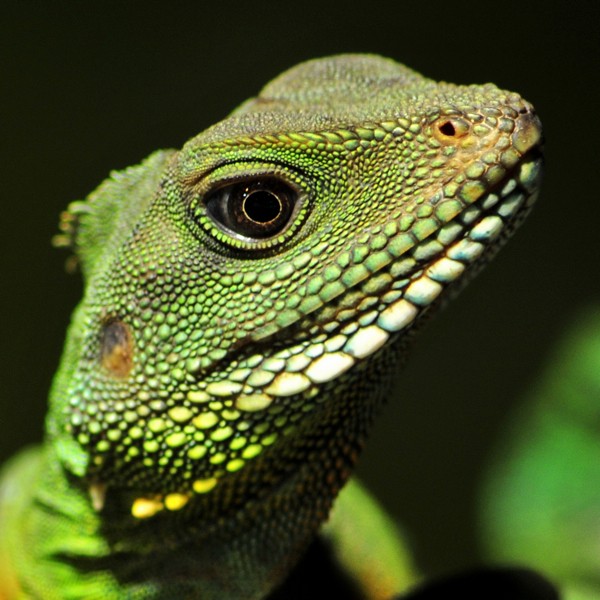 Hady Khandani, LIZZARD - SQUARE PORTRAIT 4 (Wunschgröße, HADYPHOTO, Fotografie, Photografie, Nahaufnahme, Tiere, Reptilien, Eidechse, Wohnzimmer, Treppenhaus, Terraristik, Wohnzimmmer, Treppenhaus, grün)