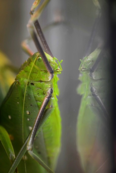 Hady Khandani, LONG LEGGED KATYDID 1 (HADYPHOTO, Fotografie, Heuschrecke, Insekten, Tierportrait, Nahaufnahme,  Wohnzimmer, Treppenhaus, Wunschgröße, bunt)